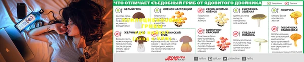 PSILOCYBIN Армянск